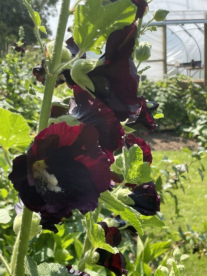 A cluster of black Hollyhock Bishy Barnabee flowers in a garden bed
