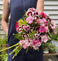 Wearing a sleeveless blue dress, a person holds a large bouquet of Bishy Barnabees Cottage Garden’s Sweet William Auricula Eyed Mixed flowers in front of white siding and potted plants.