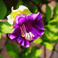 A close-up of the vibrant purple, bell-shaped Cobaea scandens Purple flower from Bishy Barnabees Cottage Garden Ltd, featuring yellow-white upper petals and long stamens, set among sunlit green leaves.