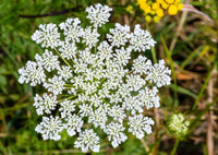 Close-up of Daucus Carota (Wild Carrot) by Bishy Barnabees Cottage Garden, featuring delicate white clusters in an umbrella shape set against a softly blurred background of green grass and yellow wildflowers.