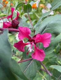 Close-up of vibrant pink Mountain Garland flowers with delicate petals from Clarkia Crown Double Mix by Bishy Barnabees Cottage Garden Ltd, surrounded by green leaves—an eye-catching hardy annual for your garden.