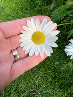 A hand with a silver ring holds a single Oxeye Daisy from Bishy Barnabees Cottage Garden, featuring a white petal and yellow center against a grassy outdoor background. Another daisy is partially visible on the grass.
