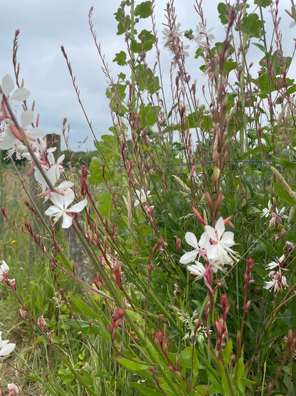 A lush field populated with the white flowering stems of Gaura lindheimeri &