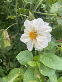 A white flower with a yellow center blooms among green leaves as a bee hovers nearby—Dahlia Early Bird Mix from Bishy Barnabees Cottage Garden is ideal for patio pots, perfect for growing early dahlias from seed.
