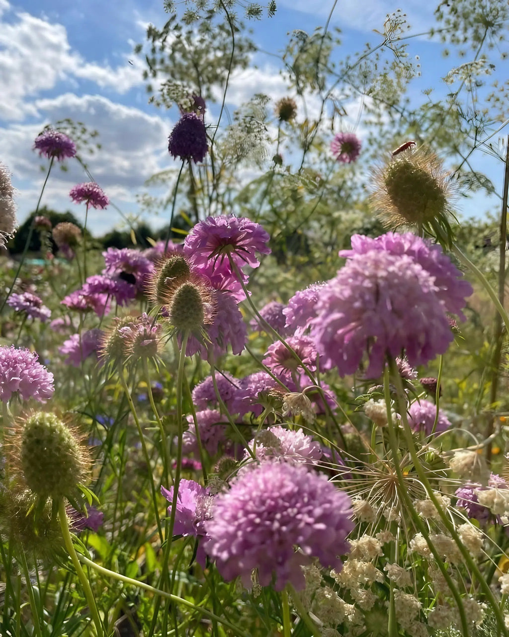 Close-up of a wildflower meadow featuring Bishy Barnabees Cottage Garden’s Scabious Imperial Mix, with pollinator-friendly blooms under a partly cloudy sky as sunlight highlights the vibrant flowers and green grasses below.