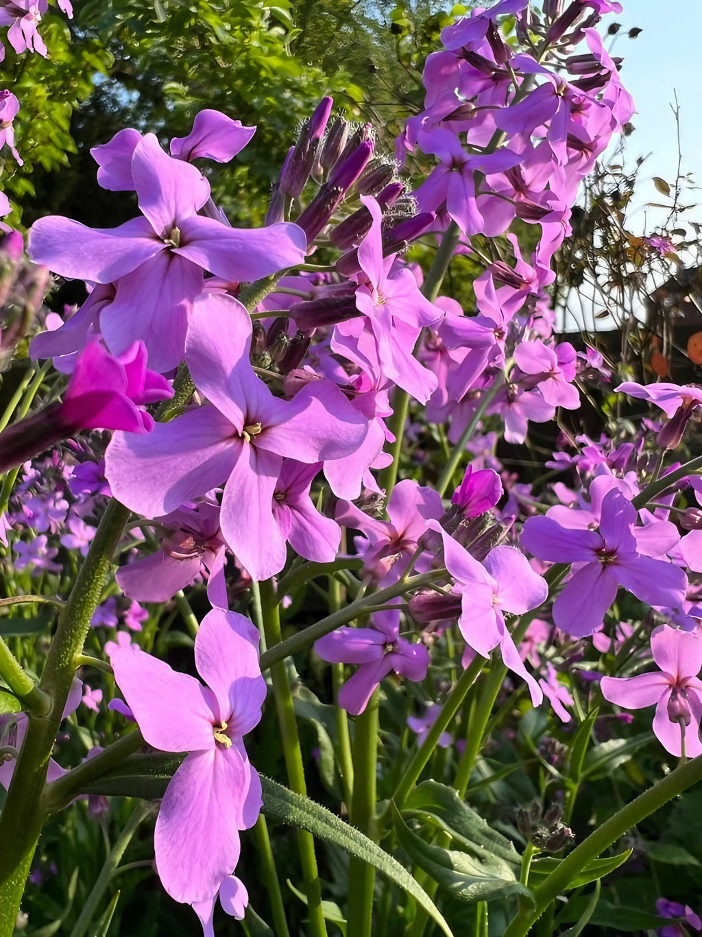 Clusters of vibrant Hesperis Purple (Sweet Rocket) flowers from Bishy Barnabees Cottage Garden bloom among green stems and leaves in a sunlit garden, with trees and a clear blue sky in the background.