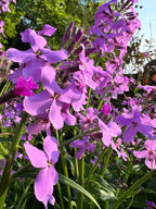 Clusters of vibrant Hesperis Purple (Sweet Rocket) flowers from Bishy Barnabees Cottage Garden bloom among green stems and leaves in a sunlit garden, with trees and a clear blue sky in the background.