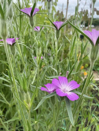 Close-up of several blooming Corncockle flowers by Bishy Barnabees Cottage Garden Ltd, featuring vibrant purple petals and slender green stems amid a softly blurred garden background.