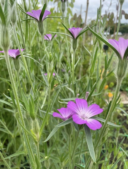 Close-up of a single Corncockle flower in a pastoral field