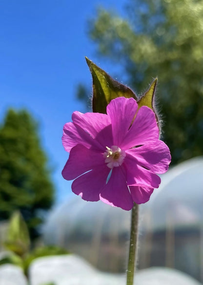 Close-up of a Red Campion flower in front of a greenhouse setting
