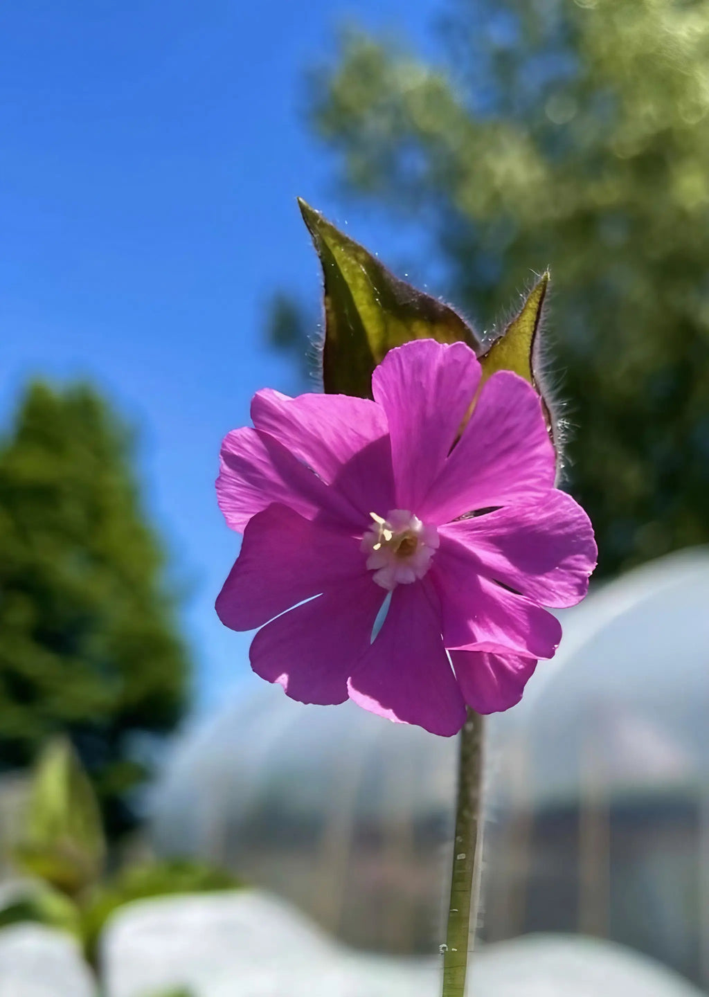 A close-up of a vibrant Red Campion wildflower by Bishy Barnabees Cottage Garden, showing its five pink petals against blurred green trees and blue sky. Perfect for adding delicate beauty and wildlife appeal to your garden.