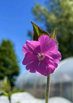 A close-up of a vibrant Red Campion wildflower by Bishy Barnabees Cottage Garden, showing its five pink petals against blurred green trees and blue sky. Perfect for adding delicate beauty and wildlife appeal to your garden.