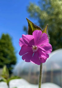A close-up of a vibrant Red Campion wildflower by Bishy Barnabees Cottage Garden, showing its five pink petals against blurred green trees and blue sky. Perfect for adding delicate beauty and wildlife appeal to your garden.