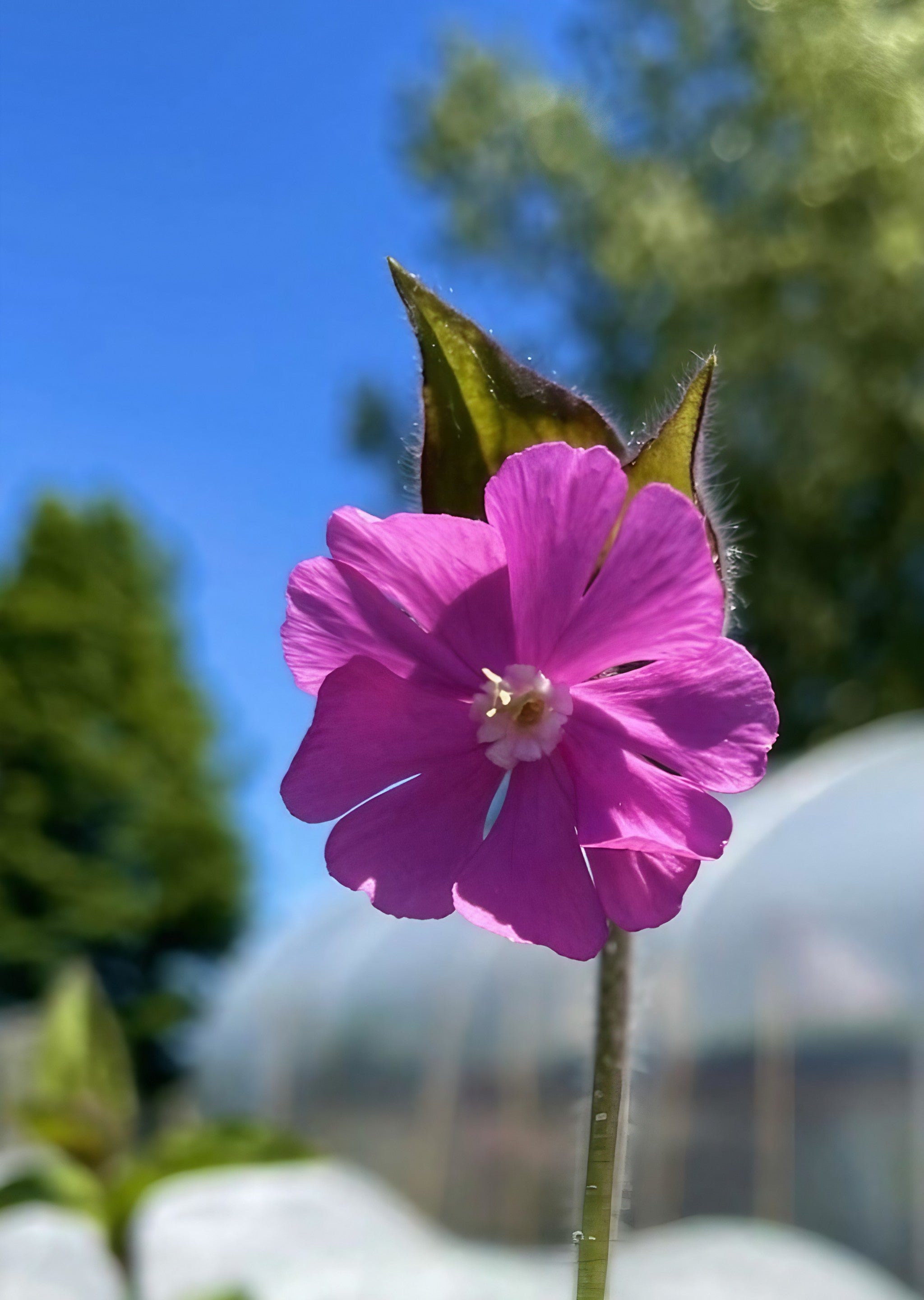 Close-up of a Red Campion flower in front of a greenhouse setting