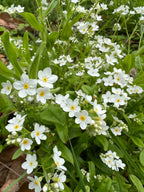 Forget-me-not White by Bishy Barnabees Cottage Garden features clusters of white star-shaped flowers with yellow centers blooming among lush green leaves and stems in a natural outdoor setting.