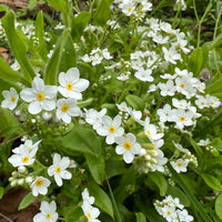Forget-me-not White by Bishy Barnabees Cottage Garden features clusters of white star-shaped flowers with yellow centers blooming among lush green leaves and stems in a natural outdoor setting.