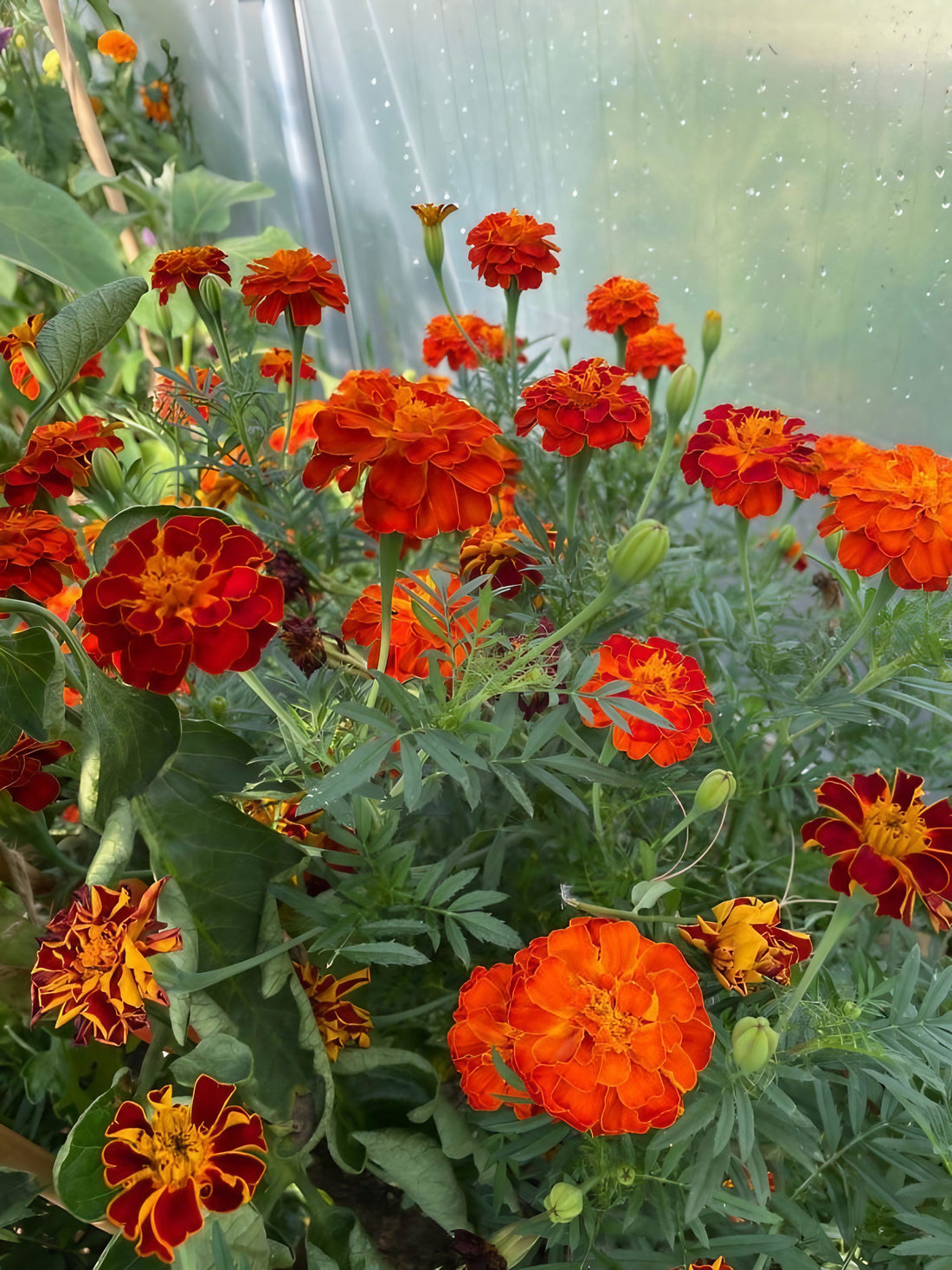 Cluster of French Marigold Red Cherry flowers blooming in a greenhouse setting