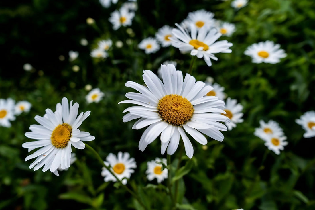 Field of blooming chamomile plants with green foliage