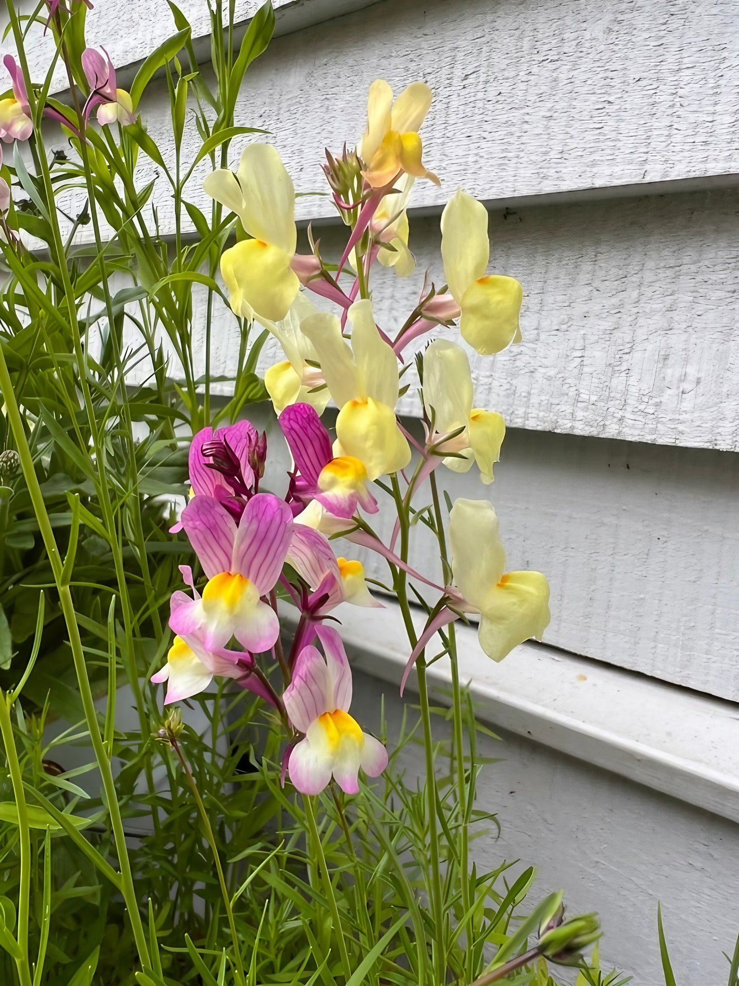 Close-up of a Linaria Toadflax Fairy Bouquet flower with yellow and pink hues in front of a white house