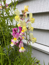 Linaria Fairy Bouquet Mix by Bishy Barnabees Cottage Garden features delicate yellow and purple blooms growing amid lush green foliage beside a white wooden wall.
