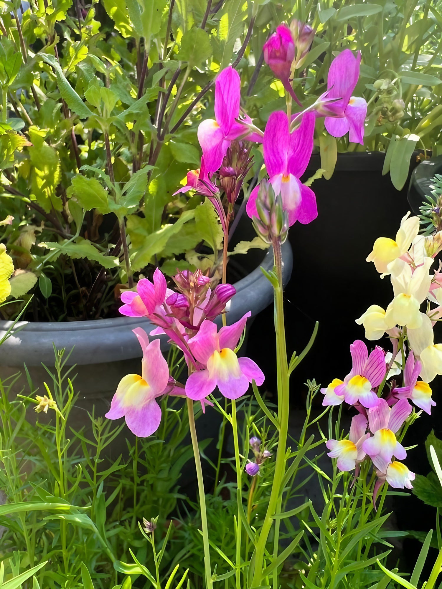 An arrangement of Linaria Toadflax Fairy Bouquet Mix flowers thriving in a garden container