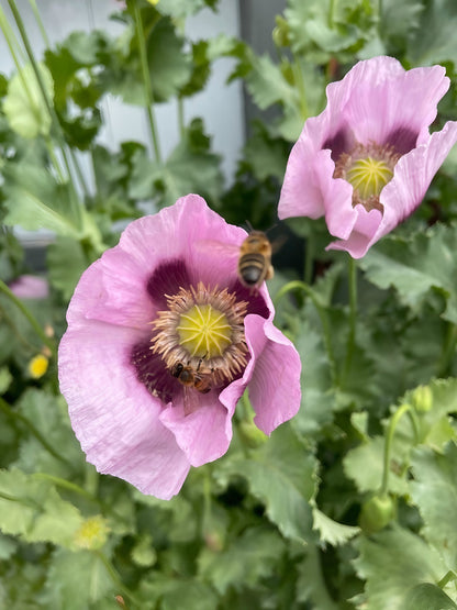 A bee pollinating vibrant Hungarian Blue poppies