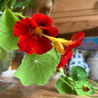 Vibrant red and yellow edible Nasturtium Tom Thumb flowers from Bishy Barnabees Cottage Garden, with round green leaves, displayed in a glass vase on a wooden table against a blurred background.
