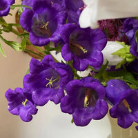 A close-up of vibrant Canterbury Bells Crown Single Mixed by Bishy Barnabees Cottage Garden Ltd, showing delicate yellow stamens in a white vase. The blurred background highlights these classic cottage flowers in stunning detail.