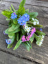 Forget-me-not Victoria Mixed seeds displayed on a wooden surface