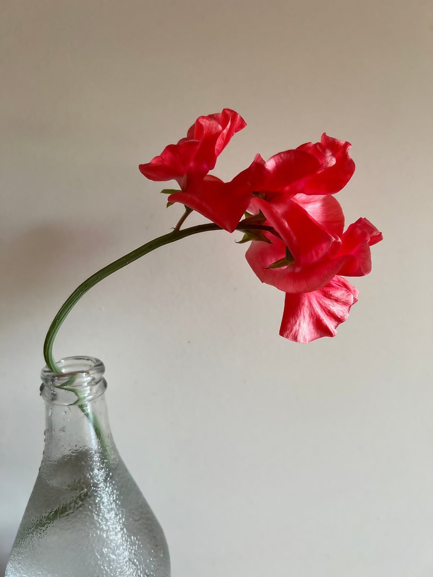 Sweet Pea Parfume Edith Flanagan  displayed with a red sweet pea flower