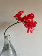 A single bright pink, scented sweet pea from The Sweet Pea Collection by Bishy Barnabees Cottage Garden stands in a condensation-coated clear glass bottle against a plain, light background.