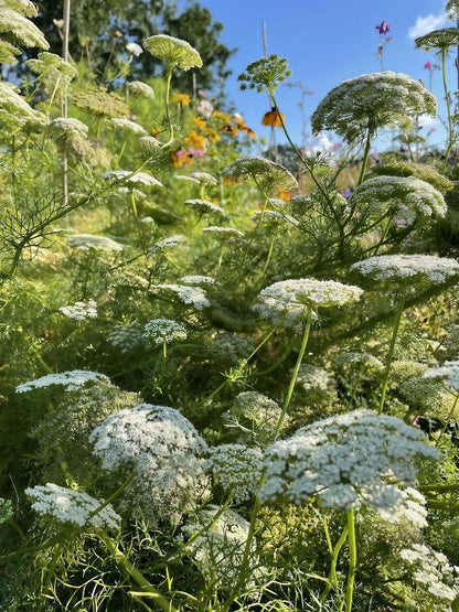 Lush field featuring the white umbels of Ammi Visnaga
