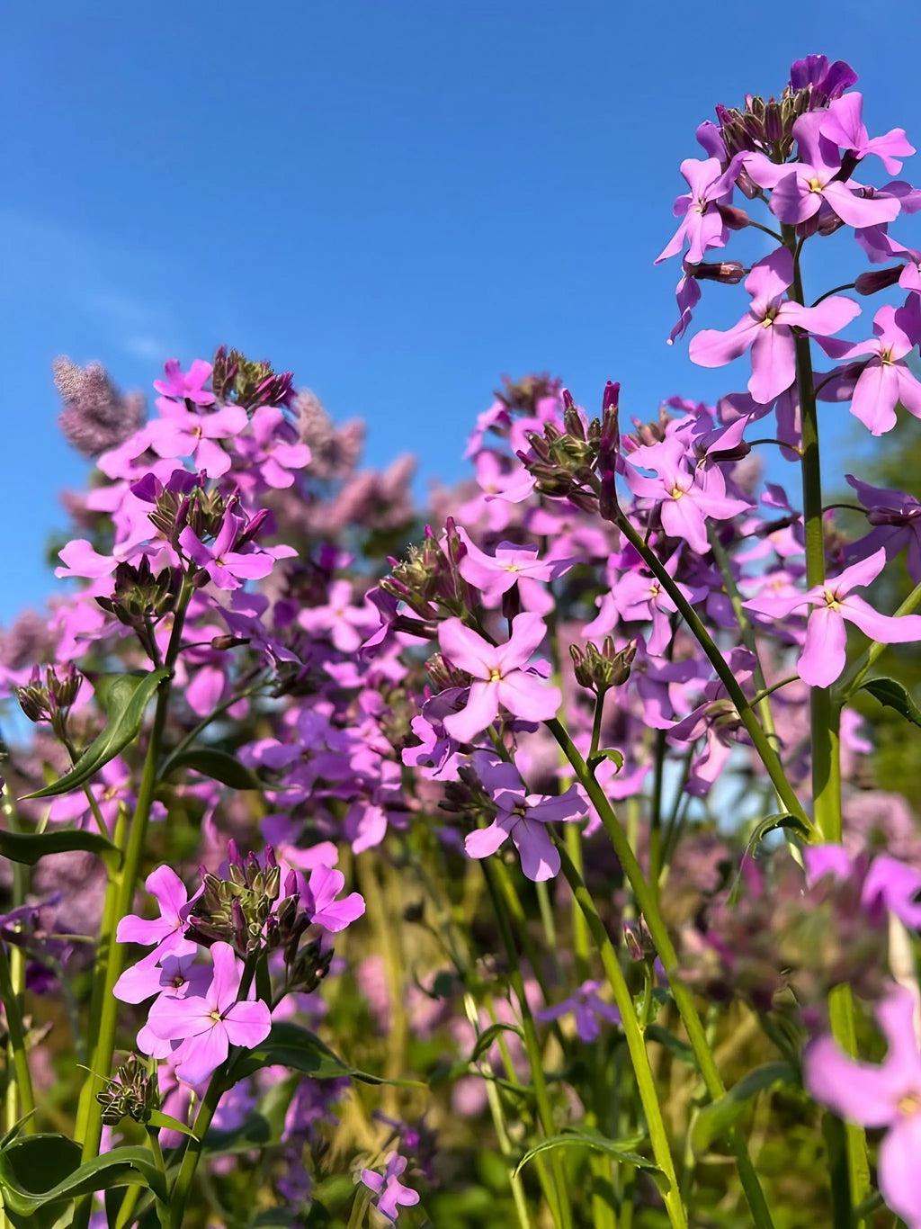 Hesperis Purple (Sweet Rocket) by Bishy Barnabees Cottage Garden features tall clusters of vibrant purple flowers with green stems and leaves, blooming beautifully against a clear blue sky.