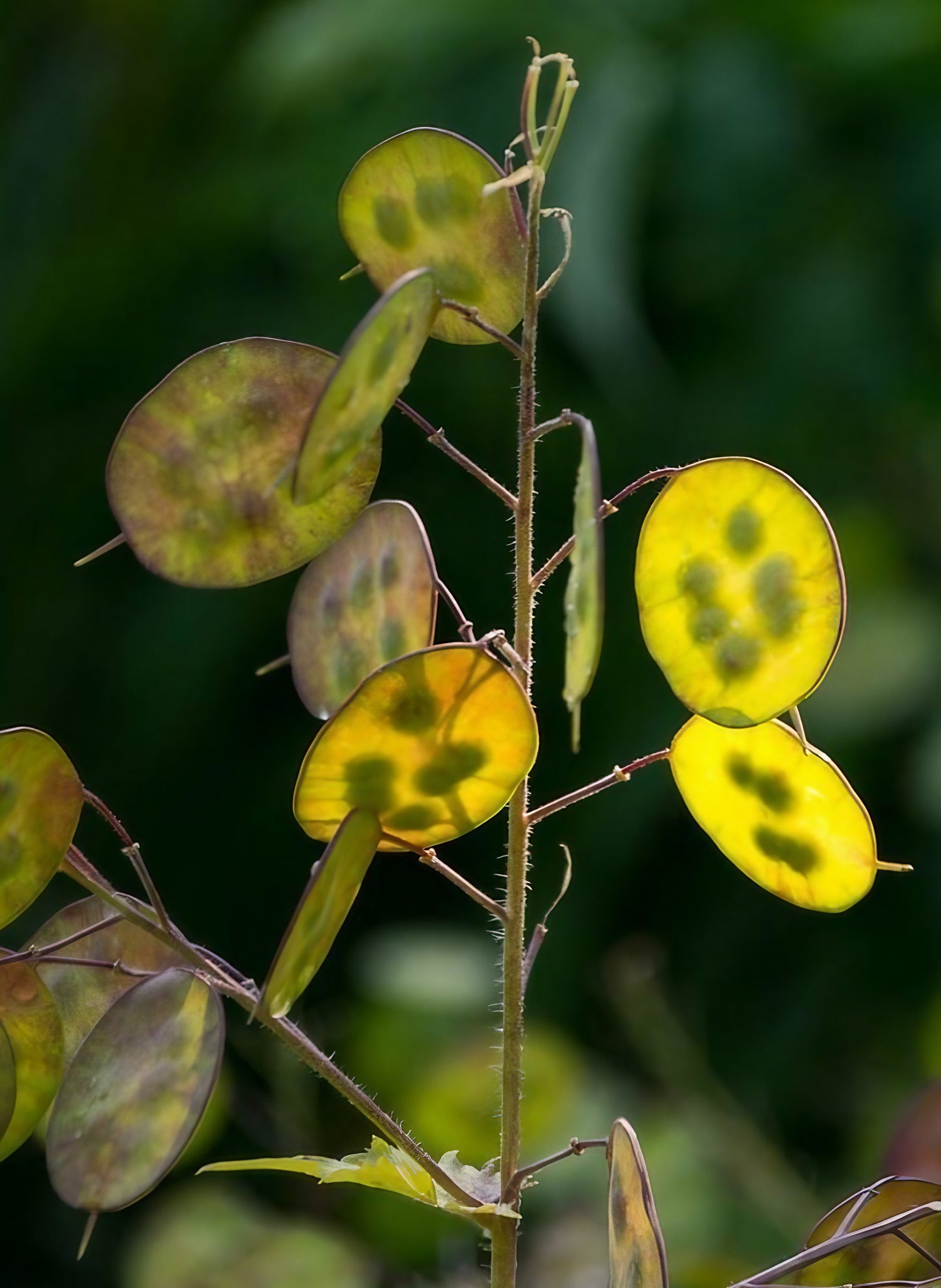 Variegated leaves of the Honesty plant, showcasing both green and yellow foliage