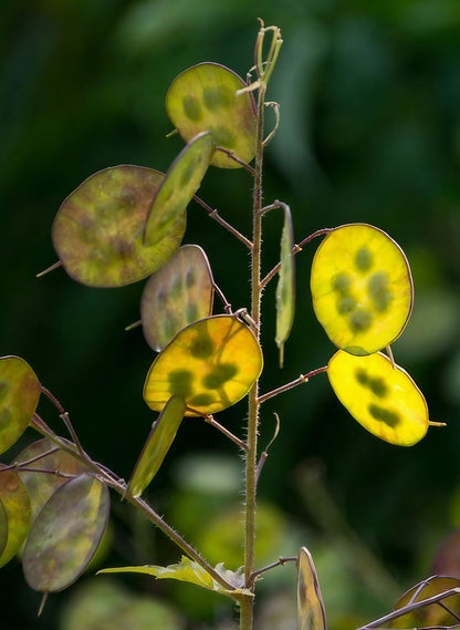 Variegated leaves of the Honesty plant, showcasing both green and yellow foliage