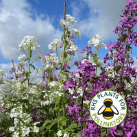 Tall white and purple Honesty Mixed from Bishy Barnabees Cottage Garden bloom under a blue sky with clouds. A circular RHS Plants for Pollinators logo with a bee is visible in the corner.