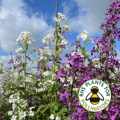 Honesty (Lunaria Annua) flowers in bloom with a symbol for bee-friendly gardens