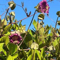 The lush green leaves and purple bell-shaped flowers of Cobaea scandens Purple by Bishy Barnabees Cottage Garden Ltd create a stunning climbing display, flourishing under bright sunlight and a clear blue sky.
