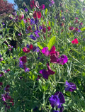 Bishy Barnabees Cottage Garden's Winter Seed Sowing Flower Box produces a dense cluster of purple, pink, and magenta sweet pea blooms among green stems, bursting with color in the sunlight after winter sowing.