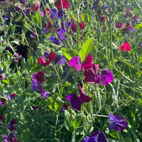 Bishy Barnabees Cottage Garden's Winter Seed Sowing Flower Box produces a dense cluster of purple, pink, and magenta sweet pea blooms among green stems, bursting with color in the sunlight after winter sowing.