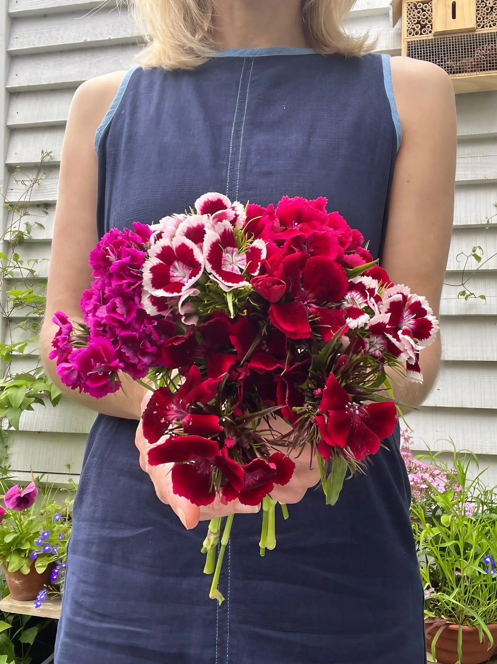 A person in a sleeveless blue dress holds a colorful bouquet featuring Bishy Barnabees Cottage Garden’s Sweet William Indian Carpet Mixed, standing by fragrant path edging before a light gray wooden wall.
