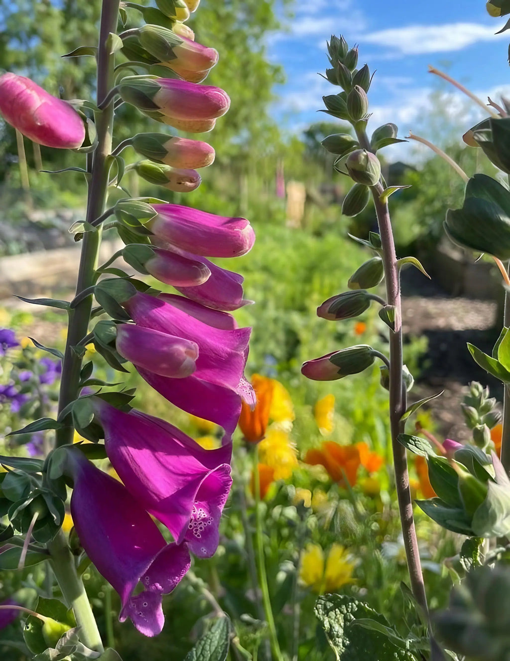 Close-up of tall pink Foxglove Bishy Barnabee Mix blooms by Bishy Barnabees Cottage Garden, set in a sunlit woodland garden with lush green foliage and vibrant flower colors beneath a blue sky.
