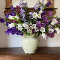 A cream ceramic jug displays a large bouquet of Bishy Barnabees Cottage Garden Ltd's Canterbury Bells Crown Single Mixed flowers, arranged on a dark wooden table before a mirror with a wooden frame.