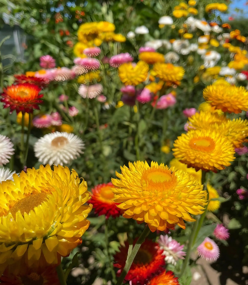 A vibrant garden bed glows with yellow, orange, red, pink, and white blooms from Bishy Barnabees Cottage Garden Strawflower Helichrysum Swiss Giant Mix seeds, set against lush green foliage in the sunlight.