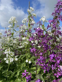 Honesty Mixed from Bishy Barnabees Cottage Garden fills the garden with tall clusters of purple and white flowers beneath a partly cloudy blue sky, featuring Lunaria annua and its unique Honesty seeds for a vibrant scene.