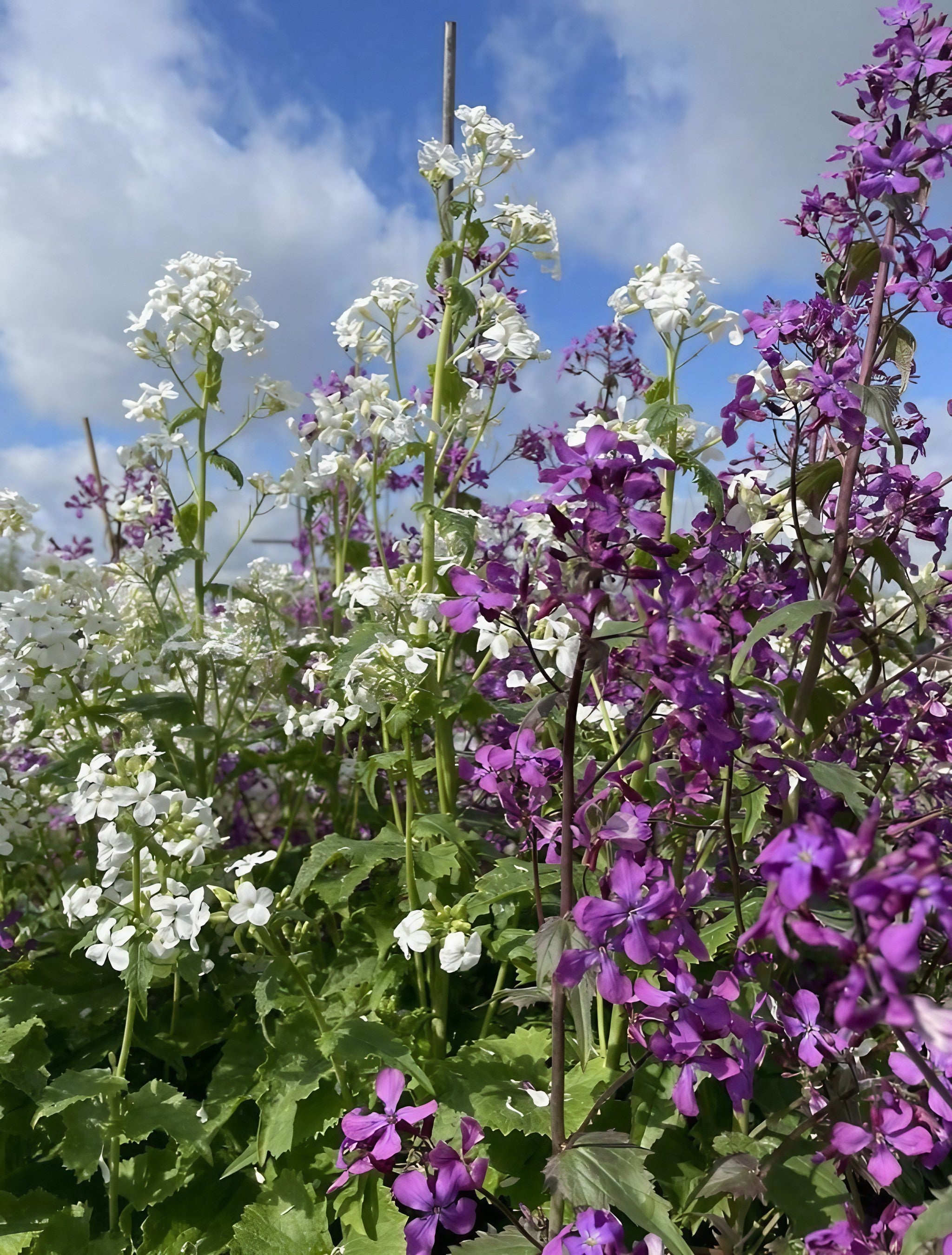 A vibrant display of Honesty flowers under a clear blue sky