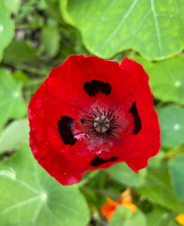 A vivid Poppy Ladybird by Bishy Barnabees Cottage Garden opens amid green foliage, viewed from above. The softly blurred background highlights its scarlet-red petals with black centers and intricate stamens.