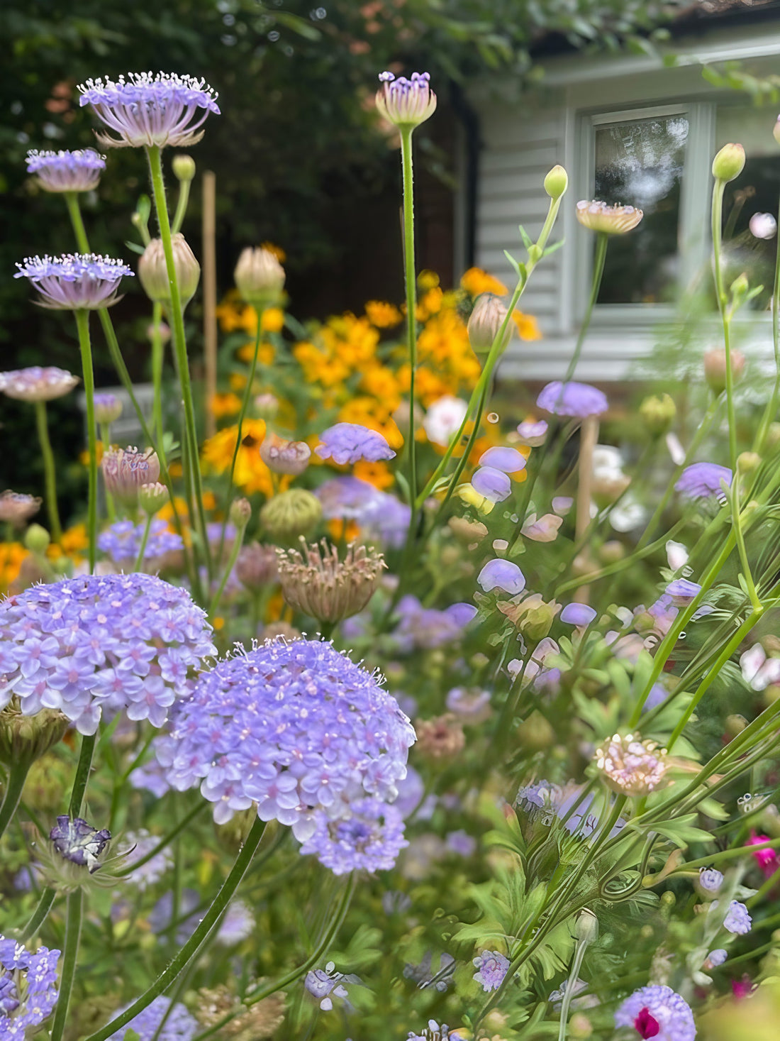 A variety of Didiscus Madonna Mixed flowers adding color to a garden bed