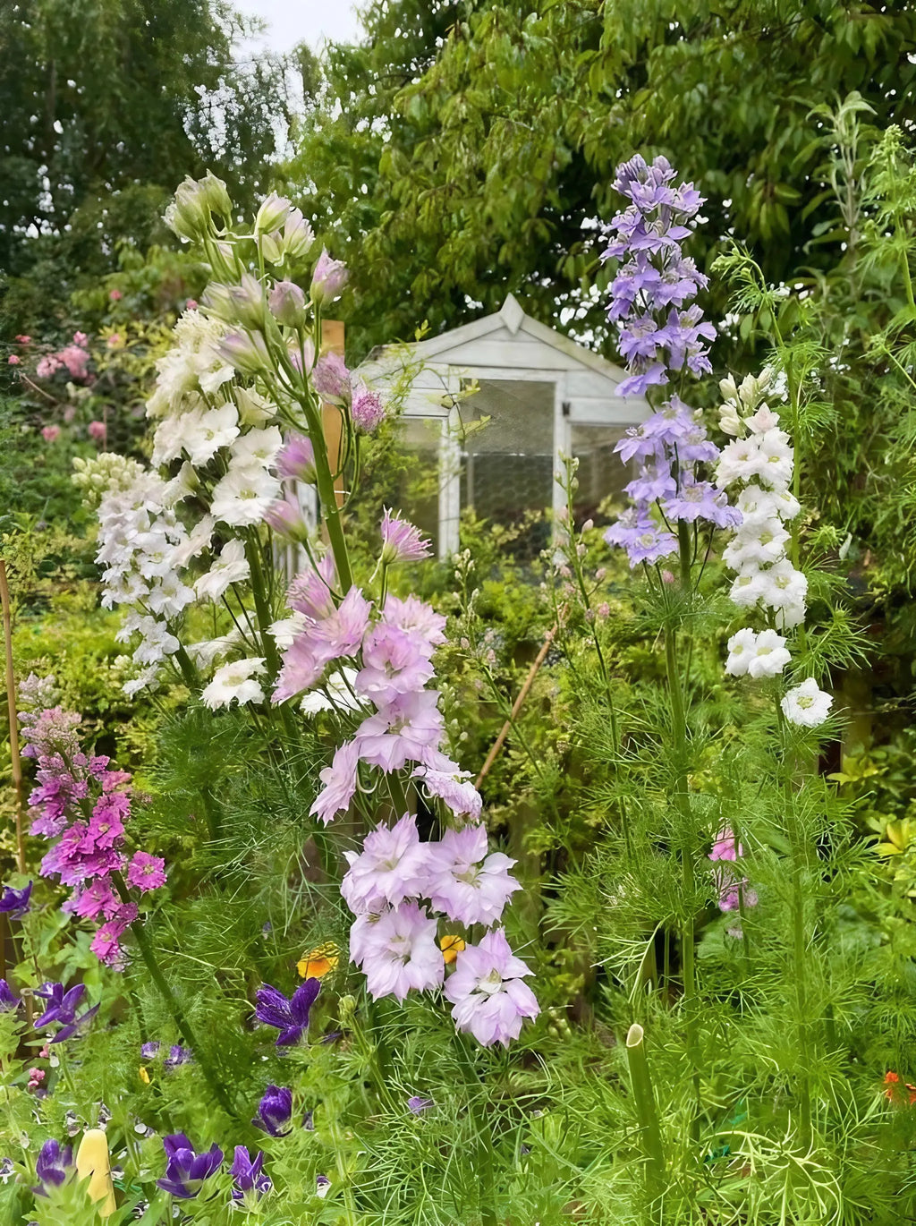 Tall pink, purple, and white blooms from The Timeless Collection by Bishy Barnabees Cottage Garden add charm to a lush English cottage garden, with a white wooden greenhouse partly visible among green foliage.