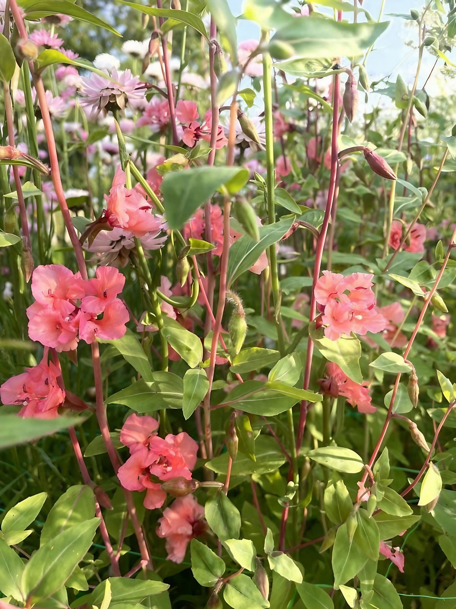 Pink blossoms of Clarkia Crown Double Mix standing out in a meadow